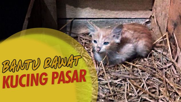 Satukan Kepedulian Untuk Kucing Pasar