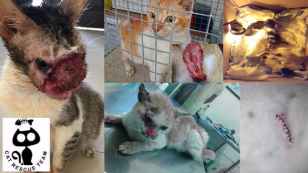 Sterilisasi Dan Rescue Kucing Jalanan di Batam