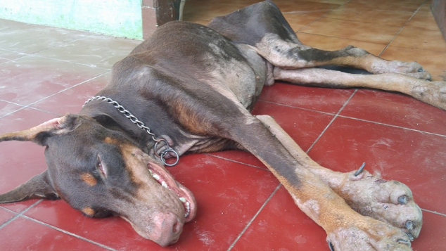 Tolong bantu kesembuhan anjing ini