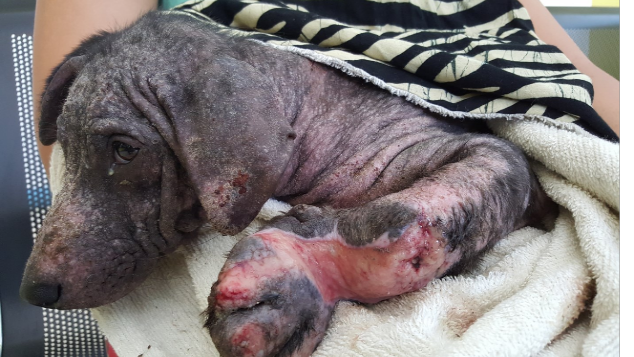 Bantu Miley si Anak Anjing Jalanan