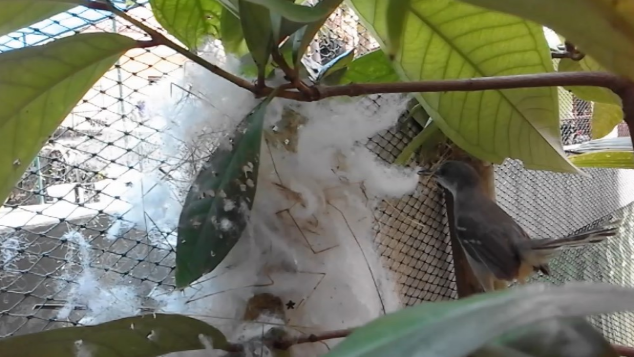 Lestarikan burung ciblek yang hampir musnah