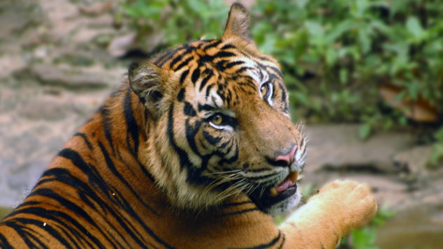 Double the Tigers: Donasi untuk Harimau Sumatera