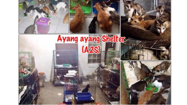 bantulah shelter untuk kucing terlantar A2S