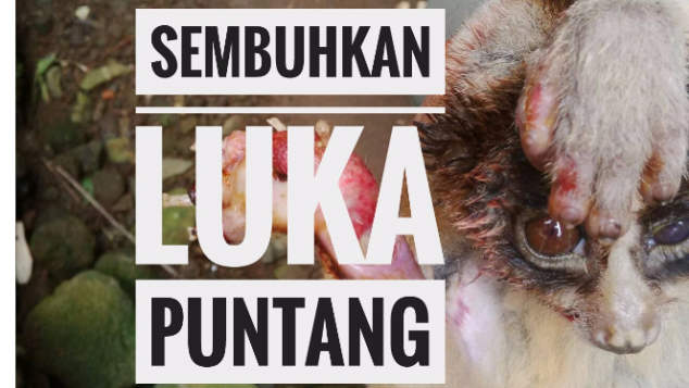 Sembuhkan Luka Puntang