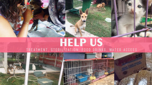 ANIMAL SHELTER MALANG URGENTLY NEED HELP