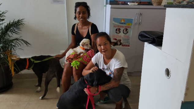 Bali Rescue Dog Squad