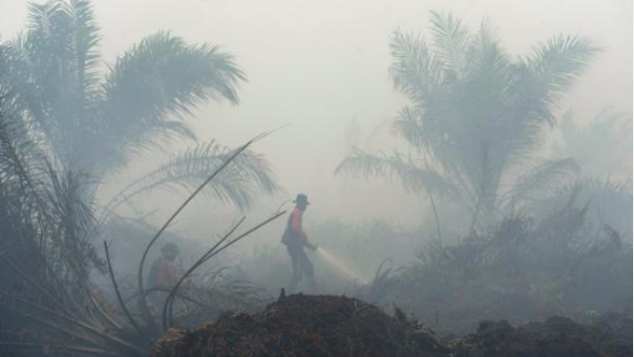 Ulang tahun Debra untuk Hutan Tanpa Api