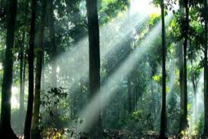 Pengelolaan Hutan Lestari Berbasis Masyarakat