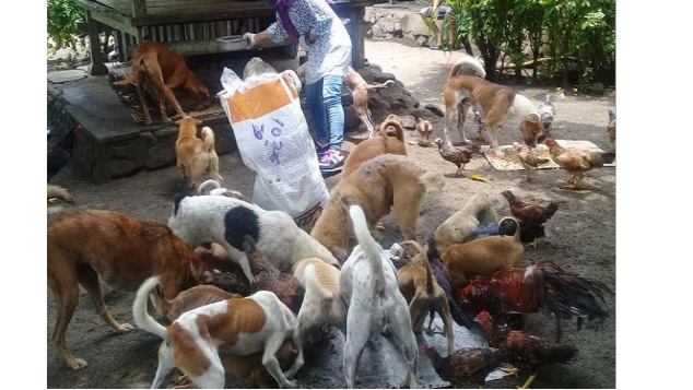 Bantu Rawat/Obati stray dog and cat di Lombok