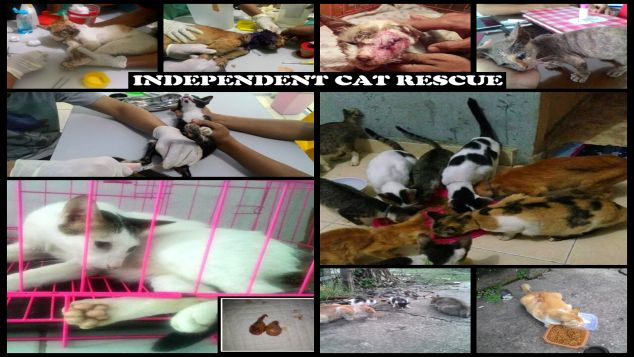 Donasi Independent Cat Rescue