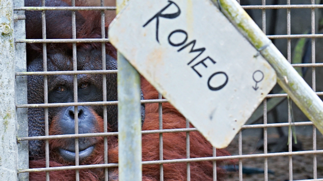 Kebebasan Ratusan Orangutan
