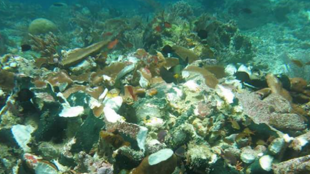 Transpalantasi Karang di Pulau Misool, Papua Barat