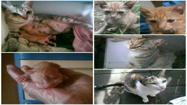 Peduli kucing jalanan / street feeding
