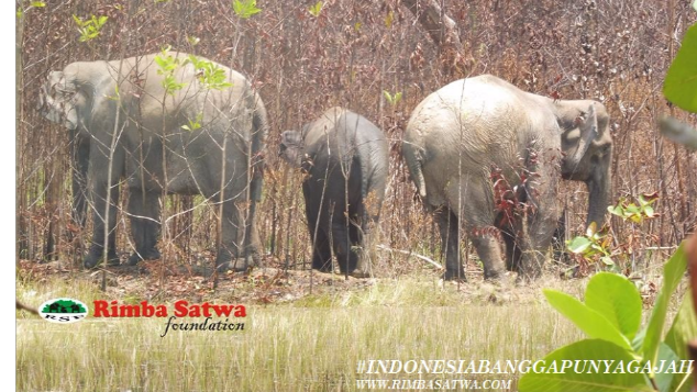 Ayo Dukung Penyelamatan Gajah Sumatera