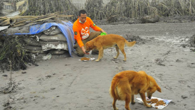 TOLONG ANJING KUCING DI GUNUNG AGUNG - BALI