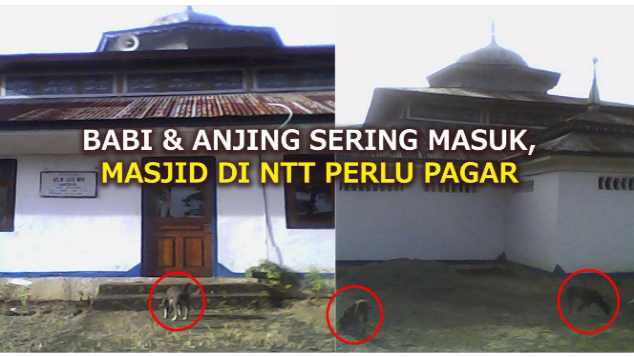 BABI & ANJING SERING MASUK, MASJID NTT PERLU PAGAR