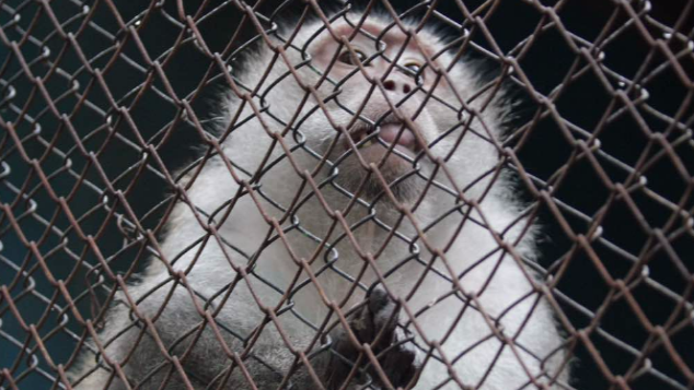 New Home for Edward The Monkey