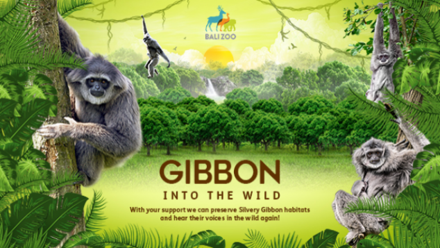 Silvery Gibbon into The Wild