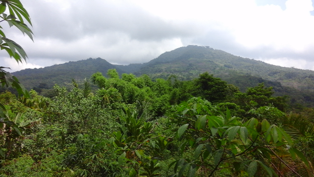 Selamatkan Hutan & Serindit Flores