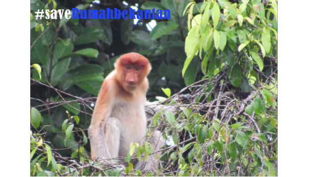 Rehabilitasi Habitat Bekantan