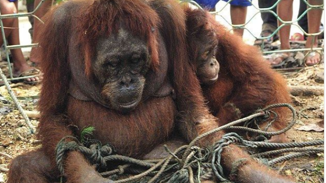 Bantu Conservation Camp demi Konservasi Indonesia!