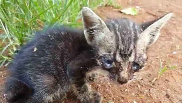 UNTUK KUCING