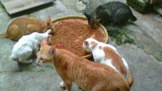 Save Stray Cat