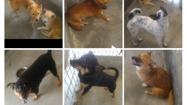 Mohon bantuan biaya perawatan Anjing dan Kucing