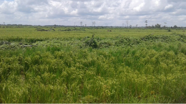 Wakaf Lahan Papua