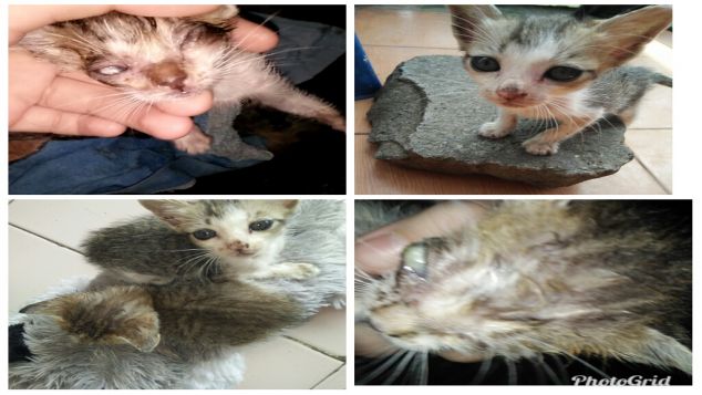 Save Stray Cats