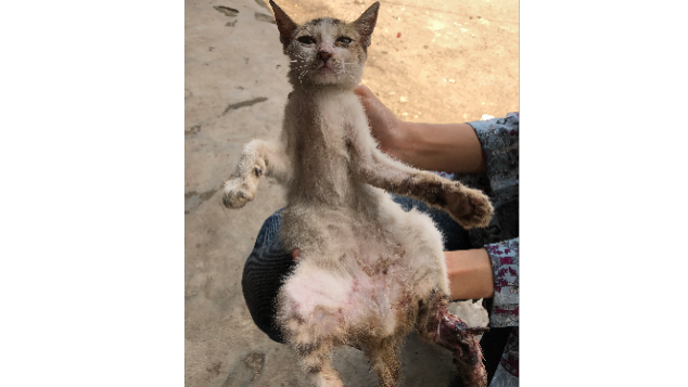 Bantu si marchi