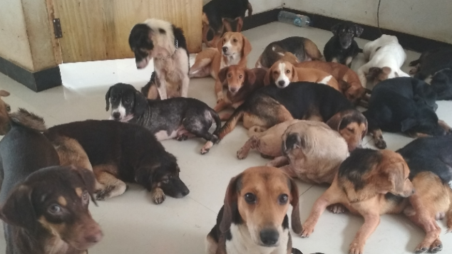 BANTUAN DANA SEWA RUMAH ANJING/KUCING TERLANTAR
