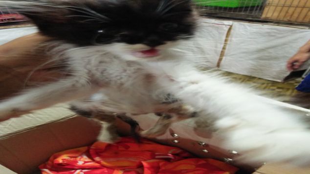Amputasi kaki kucing yang membusuk