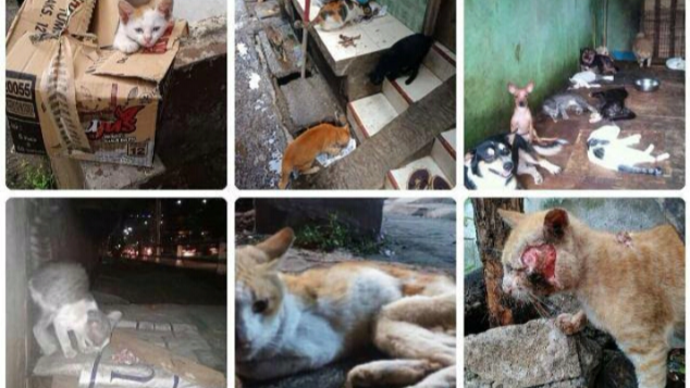 Rumah untuk Anak Kaki Empat