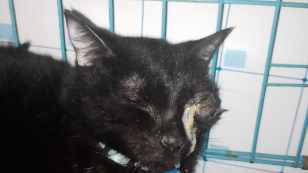 Bantu biaya operasi mata Koko si kucing