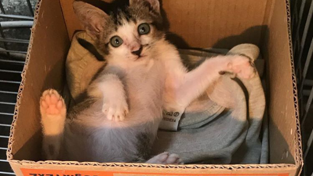 Bantu VR menolong kucing terlantar
