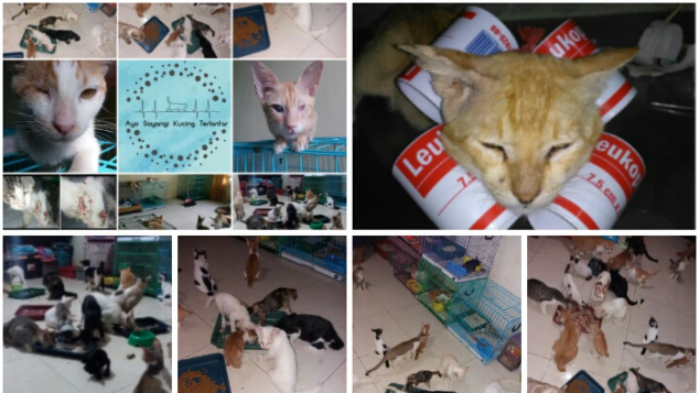 Bantu "Ayo Sayangi Kucing Terlantar"