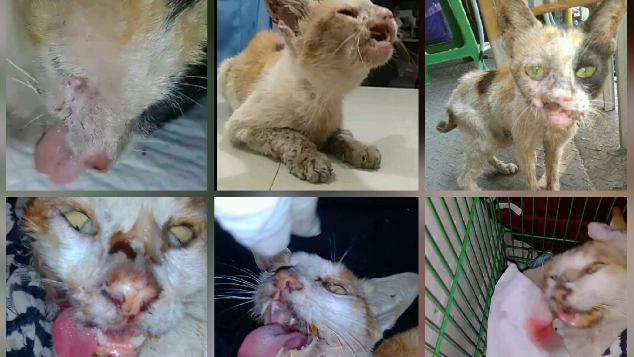 Bantu Biaya Pengobatan Kucing