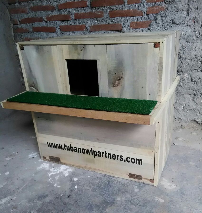 Bantu Pelestarian Burung Hantu Indonesia